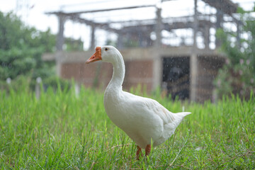 The yellow gosling walked to the grass, and the light shone from behind.