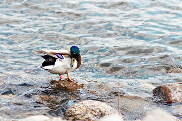 Duck cleans feathers in the river standing on a rock. Natural background