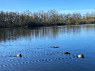ducks on the lake
