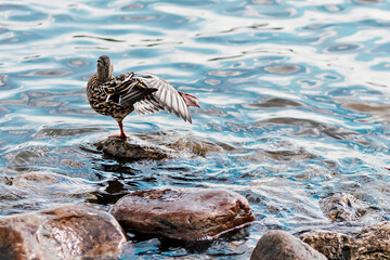 Duck cleans feathers in the river standing on a rock. Natural background