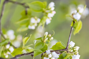 A beautiful pear tree in bloom. White flowers and buds. Spring blooming flower background.