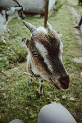 Little goat with horns is asking for food. Funny cute farm animal