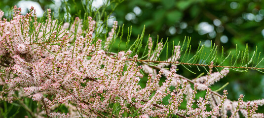 Blooming Tamarix tetrandra or Four Stamen Tamarisk twig with very fine pink flowers against blurred green. Perfect gentle concept for spring design background. Selective focus