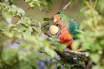 King Parrot Eating a Plum