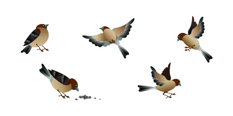 Obraz premium Cartoon bird sparrows in different poses set isolated on white background. Vector illustrations collection.