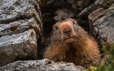 Marmot in the Dolomites