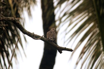 squirrel on tree