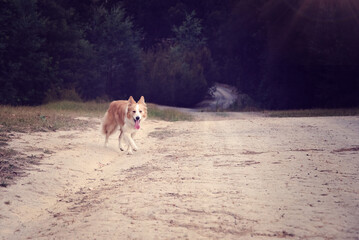 Dog on Dirt Road