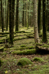 森、苔の回廊
