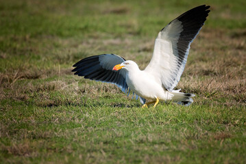 Pacific Gull Taking Off