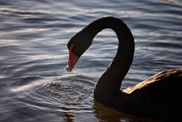 Black Swan eating a crab