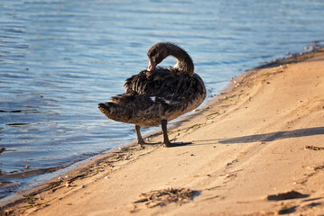 Black Swan Cygnet Preening on the Beach