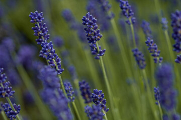 Lavendel 