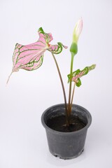 Caladium Bicolor,Candinum,vent angel wings,araceae,caladium,elephant ear, colocasia esculenta,pink flowers  and pink leaves heart shape isolated on white background