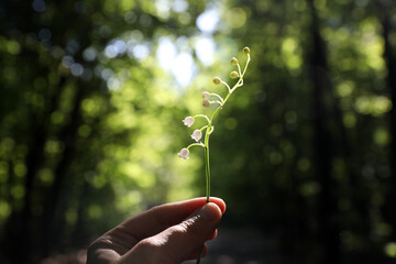 A woman's hand holds a lily of the valley flower on the background of the forest