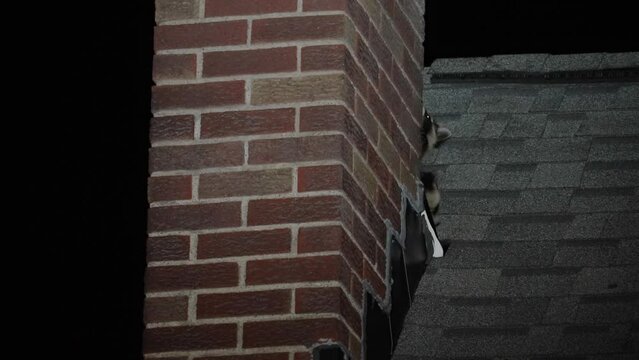 Two baby raccoons are spotted hiding on the roof behind a home's red brick chimney.  	