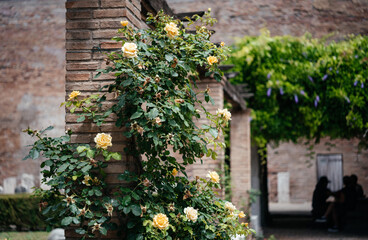 Fototapeta na wymiar Yellow roses evergreen climbing vine shrub. Yellow Climbing Shrub Rose Bush for home garden