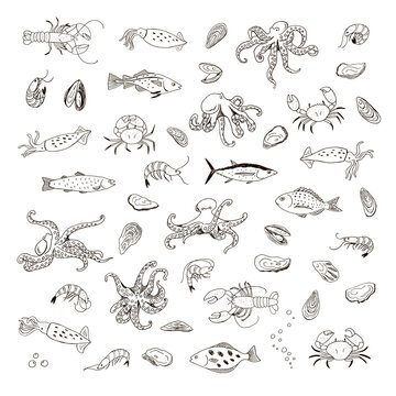 Ocean life: octopus, crab, lobster, squid, shrimp, oyster, mussels, fish vector illustrations set