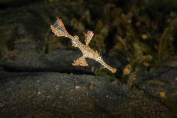 Solenostomus paradoxus or ghost fish lives in the coastal tropical waters of the Indian Ocean and the western Pacific Ocean