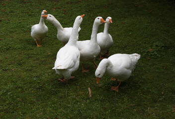 Six cackling white geese discussing the news of the day