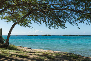 Divi-divi tree facing turquoise sea in Aruba