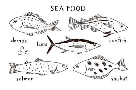 Ocean fish vector illustrations line set