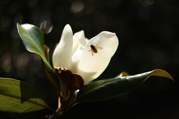 Insetto impollinatore su un fiore profumato di magnolia