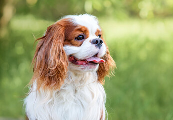 dog cavalier king charles spaniel puppy summer walk in the park
