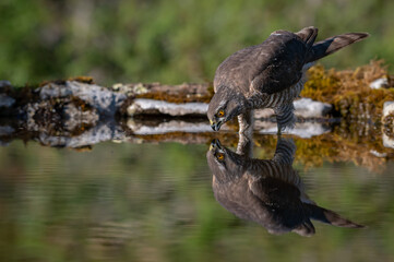 Sparrowhawk Female drinking / bathing in a reflection pool