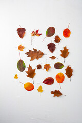Yellow and red autumn leaves concept composition frame