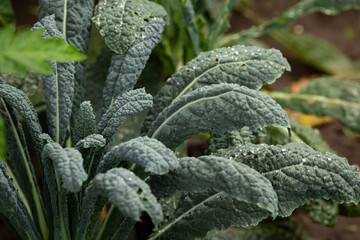 Kale plants in vegetable garden home grown food concept