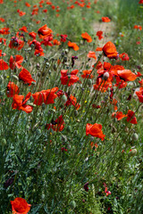 Flowers Red poppies blossom on wild field. Beautiful field red poppies with selective focus. soft light. Natural drugs. Glade of red poppies. Lonely poppy. Soft focus blur