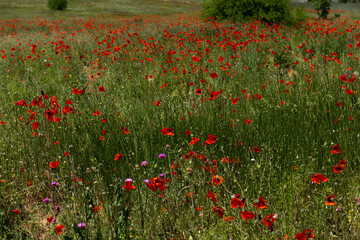 Flowers Red poppies blossom on wild field. Beautiful field red poppies with selective focus. soft light. Natural drugs. Glade of red poppies. Lonely poppy. Soft focus blur