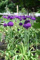 Naklejka premium Variety of peppers showed in windows