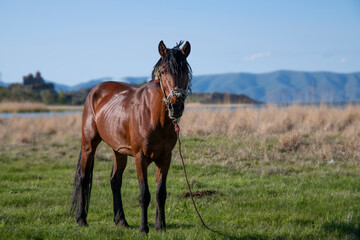 Fototapeta premium Beautiful brown horse in the green field.