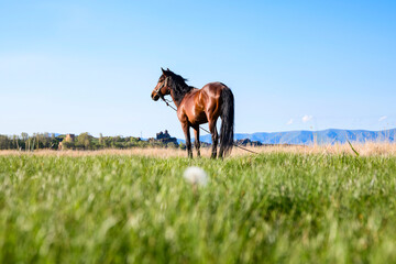 Fototapeta na wymiar Beautiful brown horse in the green field.