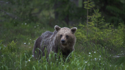 Naklejka na ściany i meble Eurasian brown bear (Ursus arctos arctos) in the woods