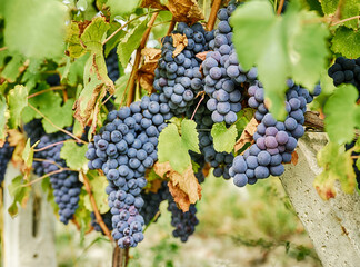 Barbera Grapes In Piedmont