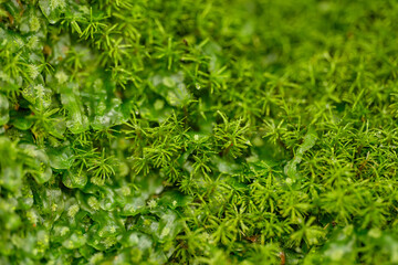 Bank Haircap Moss Polytrichum formosum green background