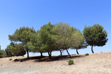   Amman, Jordan - trees in the Dead Sea road