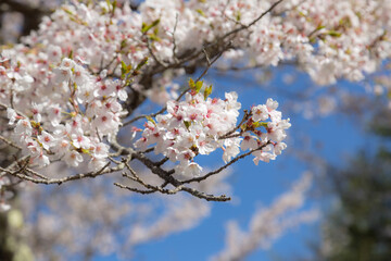 長野　車山高原　ハイキング