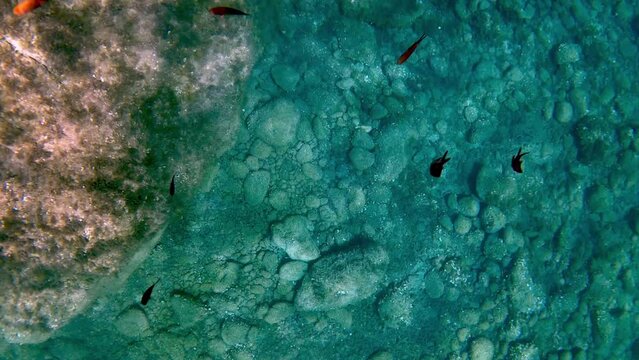 Chromis chromis damselfish group underwater 