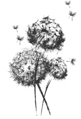 Abstract mixed dandelion print mono 