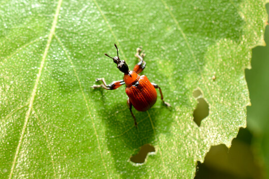 Tubkovvert hazel red color on a green leaf.