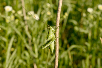 Big green grasshopper on a grass stalk.