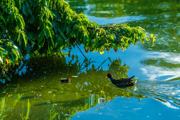 Chick of Eurasian coot (Fulica atra)
