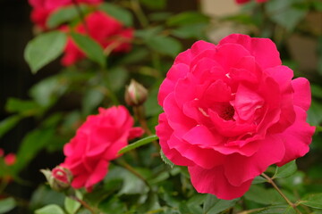 red rose in full blooming