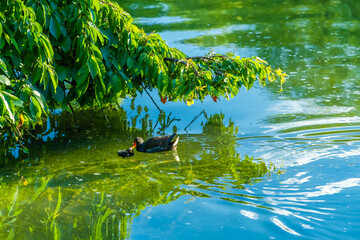 Chick of Eurasian coot (Fulica atra)