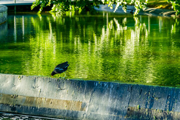 Chick of Eurasian coot (Fulica atra)