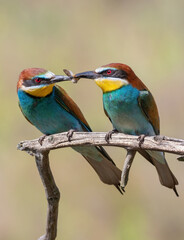 European bee-eater, Merops apiaster. The male gives the female a gift